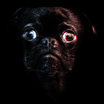 Pug good boy Thumbnail